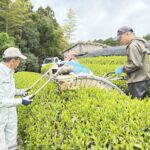 【会員情報】鶴製茶(基山町)の新茶販売がスタートしました。